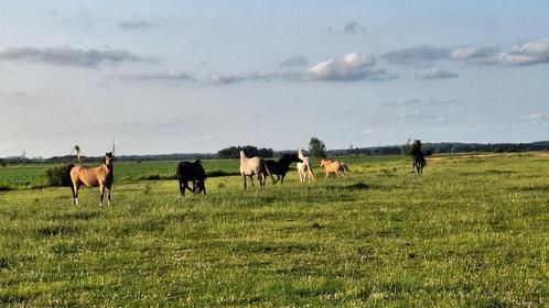 Th, Stalling met veel Weidegang., Dieren en Toebehoren, Stalling en Weidegang, Stalling, Weidegang