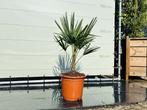 Palmboom - Trachycarpus Fortunei - stamhoogte 20 cm, In pot, Zomer, Volle zon, Ophalen of Verzenden