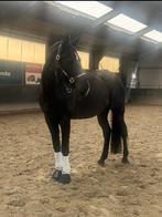 Leuke lieve leergierige allrounder te koop, Dieren en Toebehoren, Paarden, Ruin