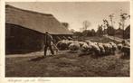 Veluwe, Boer met Schapen (1910s) Ansichtkaart, Ophalen of Verzenden, Voor 1920, Ongelopen, Gelderland