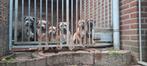 American bully xl ddk9.royalbloodlines, 8 tot 15 weken, Bulldog, Meerdere, Meerdere dieren