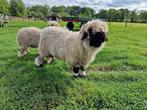 Walliser Schwarznase schaap dekram, Dieren en Toebehoren, Mannelijk, Schaap, 0 tot 2 jaar