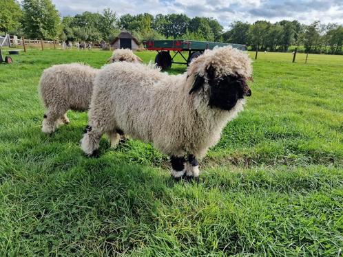 Walliser Schwarznase schaap dekram, Dieren en Toebehoren, Schapen, Geiten en Varkens, Schaap, Mannelijk, 0 tot 2 jaar