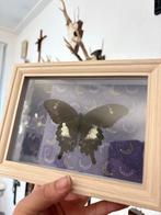 Vlinder in lijst - Zelf opgezet, Huis en Inrichting, Oorspronkelijke maker, Overige typen, Ophalen of Verzenden, Zo goed als nieuw