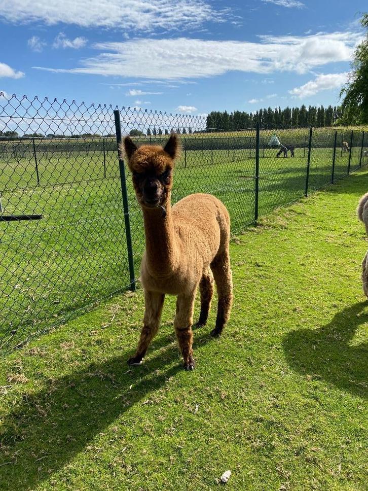 3 jonge alpacamerries met uitstekende bloedlijnen, Dieren en Toebehoren, Overige Dieren, Vrouwelijk, Juli