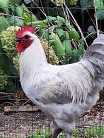 Marans lavendel, Dieren en Toebehoren, Pluimvee, Mannelijk, Kip