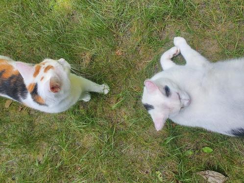 Twee lieve katten (3jr) zoeken een nieuw huisje, Dieren en Toebehoren, Katten en Kittens | Overige Katten