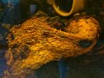 Te koop! "Blue Dream" garnalen / blauwe garnalen, Kreeft, Krab of Garnaal, Zoetwatervis, Schoolvis