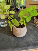 Ernstii  bonsai makkelijker plant, Huis en Inrichting, Kamerplanten, Ophalen, Overige soorten, In pot, Minder dan 100 cm
