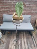 Plant en standaard, Huis en Inrichting, Kamerplanten, Ophalen, Halfschaduw, Minder dan 100 cm