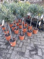 Olijfboompjes op stam - Mooie decoratieve boompjes, Ophalen, Volle zon, Vaste plant, Bloeit niet