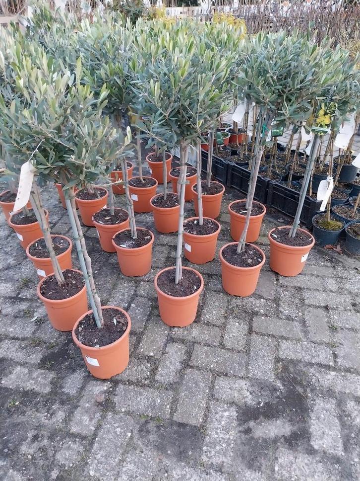 Olijfboompjes op stam - Mooie decoratieve boompjes, Tuin en Terras, Planten | Tuinplanten, Vaste plant, Fruitplanten, Volle zon