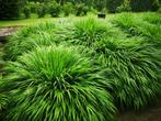Japans berggras (Hakonechloa macra) Siergras, groter dan P9, Ophalen, Volle zon, Vaste plant, Siergrassen