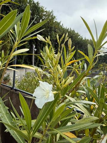 Oleanders Wit 250cm - €30per stuk Op=Op beschikbaar voor biedingen