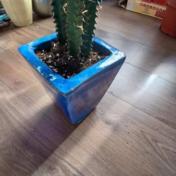euphorbia in blauwe aardewerk pot beschikbaar voor biedingen