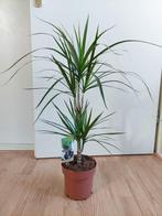 Dracaena Marginata (2-stammig) - Drakenbloedboom H: 88 cm., Ophalen, Overige soorten, Halfschaduw, Minder dan 100 cm