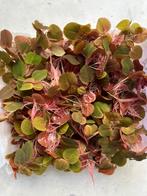 Aquariumplanten - Drijfplant Red Root Floater, Ophalen of Verzenden, Nieuw, Plant(en), Steen of Hout