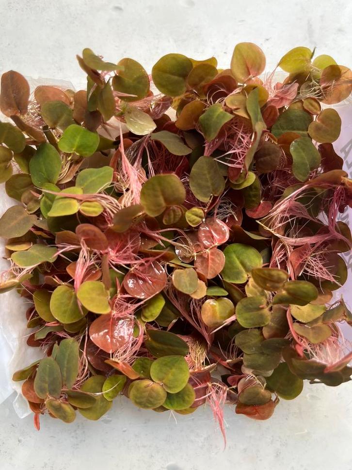 Aquariumplanten - Drijfplant Red Root Floater, Dieren en Toebehoren, Vissen | Aquaria en Toebehoren, Nieuw, Plant(en), Steen of Hout
