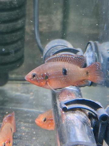 Hemichromis Lifalilly Short Body beschikbaar voor biedingen