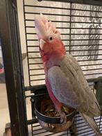 Rose kaketoe  pop met kooi, Dieren en Toebehoren, Vogels | Parkieten en Papegaaien, Geslacht onbekend, Papegaai, Geringd
