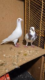 Postduiven, Meerdere dieren, Postduif