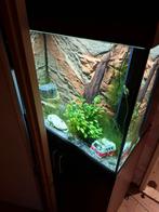 Aquarium, Dieren en Toebehoren, Vissen | Aquaria en Toebehoren, Ophalen, Gevuld zoetwateraquarium