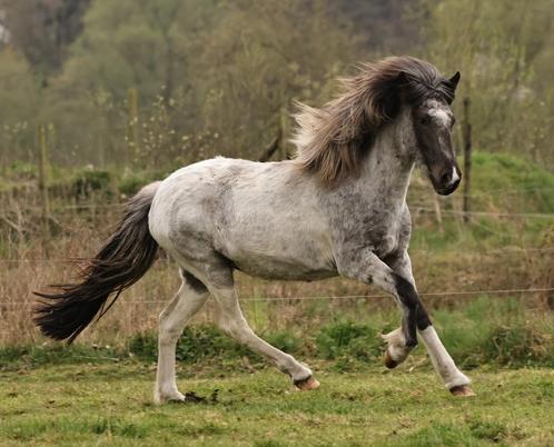 ️IJslandse paarden merries/veulens/hengsten, Dieren en Toebehoren, Pony's, Meerdere dieren, D pony (1.37m tot 1.48m), Recreatiepony