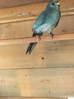 Kakariki, Dieren en Toebehoren, Vogels | Parkieten en Papegaaien, Vrouwelijk, Parkiet, Geringd