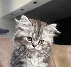 Nog 1 Brits langhaar kitten Black Silver Tabby (blotched), Dieren en Toebehoren, Kater, Gechipt, 0 tot 2 jaar