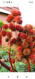 Ricinus communis zaden!, Tuin en Terras, Bloembollen en Zaden, Voorjaar, Ophalen, Volle zon