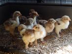 Raszuivere brahma groothoenders - kuikens verwacht, Dieren en Toebehoren, Pluimvee, Geslacht onbekend, Kip