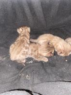 Bengaal kittens, Dieren en Toebehoren, Katten en Kittens | Raskatten | Korthaar, Meerdere dieren, Met stamboom, 0 tot 2 jaar