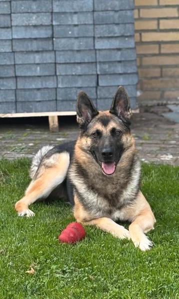Max is in Nederland  beschikbaar voor biedingen