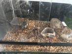 Brachypelma spin, Dieren en Toebehoren, Insecten en Spinnen, Spin of Schorpioen