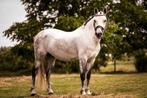 Leuke grote E-pony te koop, E pony (1.48m - 1.57m), B, Ruin, Ontwormd