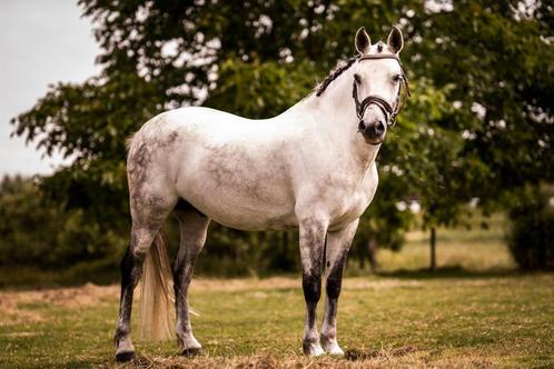 Leuke grote E-pony te koop, Dieren en Toebehoren, Pony's, Ruin, B, E pony (1.48m - 1.57m), Recreatiepony, 11 jaar of ouder, Ontwormd
