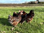 Wyandotte kriel kippen Roodporselein gesekst + ingeënt, Dieren en Toebehoren, Pluimvee, Vrouwelijk, Kip
