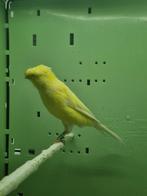 Lancashire/yorkshir 24 / Lancashire23/24- mannen, Mannelijk, Kleurkanarie