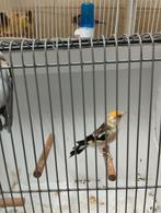 Te koop een mooie broedrijpe koppel Majoor putter van 2024, Dieren en Toebehoren, Vogels | Overige Vogels, Meerdere dieren, Wildzangvogel