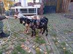 Te koop 2 zeer mooie jonge maanvlek boergeiten, Dieren en Toebehoren, Schapen, Geiten en Varkens, Vrouwelijk, Geit, 0 tot 2 jaar
