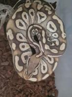 Ball python Mojava ghost vrouw, Dieren en Toebehoren, Reptielen en Amfibieën