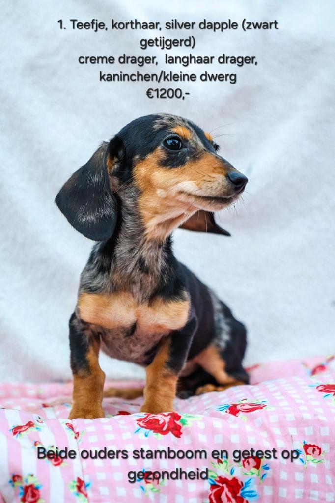 “Zuid-Franse Teckel Pupjes – Lief, Sociaal & Reisklaar!”, Dieren en Toebehoren, Honden | Teckels en Dashonden, Meerdere dieren