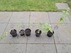 Hydrangea paniculata Limelight pluimhortensia, Ophalen, Zomer, Overige soorten, Halfschaduw