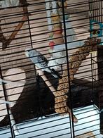 Nieuw huisje gezocht voor grasparkietje, Dieren en Toebehoren, Vogels | Parkieten en Papegaaien, Vrouwelijk, Parkiet