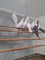 Diverse witte Valkparkieten., Meerdere dieren, Parkiet
