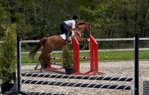 Super brave ruin!, Dieren en Toebehoren, Paarden, Ruin