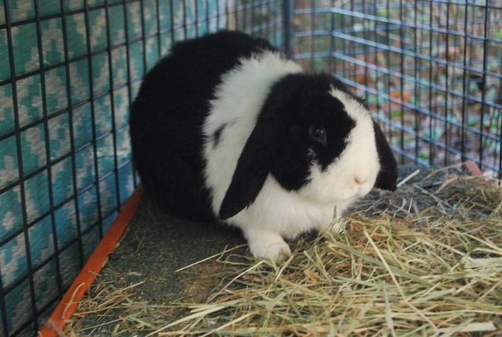Leuk lief tam konijn (ram en gecastreerd), Dieren en Toebehoren, Konijnen, Klein, Mannelijk, 0 tot 2 jaar, Hangoor