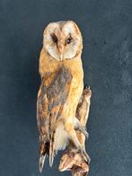 Opgezette kerkuil., Verzamelen, Ophalen of Verzenden, Nieuw, Vogel, Opgezet dier