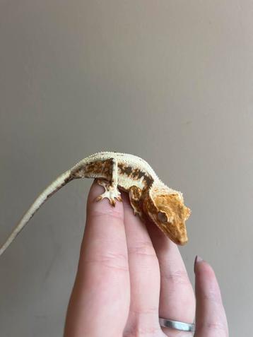 Wimpergekko lilly white pv beschikbaar voor biedingen