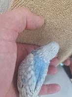 parkiet jong grasparkiet vogel volière, Dieren en Toebehoren, Vogels | Parkieten en Papegaaien, Mannelijk, Parkiet, Geringd
